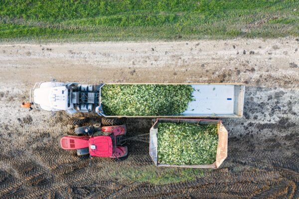 Top-down view of corn harvest in Minnesota, showcasing tractors and trailers loaded with crops.